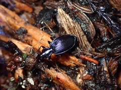 Platynus ovipennis