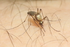 Aedes scapularis
