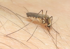 Aedes scapularis