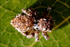 Servaea incana