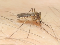 Aedes scapularis
