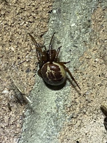 Noble False Widow