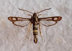 Chamaesphecia turbida