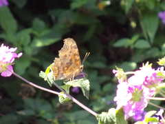 Polygonia c-aureum lunulata