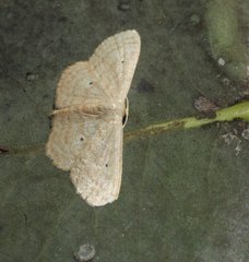 Scopula hypochra
