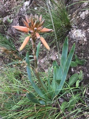 Aloe boylei