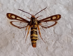 Chamaesphecia turbida