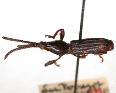 Heterobrenthus texanus