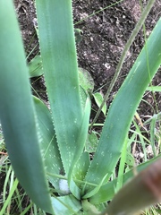 Aloe boylei