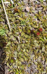 Anisotome imbricata