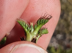 Anisotome imbricata