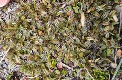 Anisotome imbricata