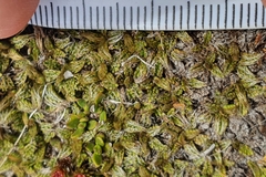 Anisotome imbricata
