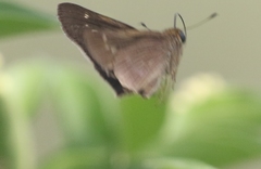 Panoquina lucas