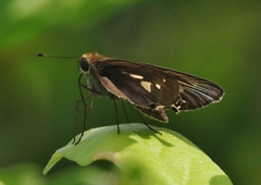 Panoquina lucas