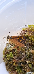 Metisella metis