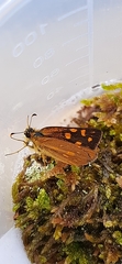 Metisella metis