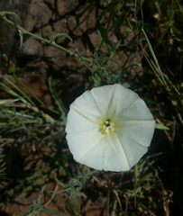 Calystegia macrostegia tenuifolia