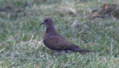 Streptopelia senegalensis