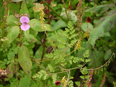 Impatiens sulcata