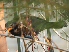 Turdus merula