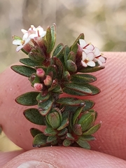 Pimelea notia