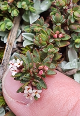 Pimelea notia