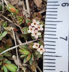 Pimelea notia