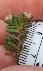 Pimelea notia