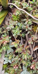 Pimelea notia