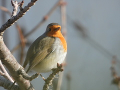 Erithacus rubecula