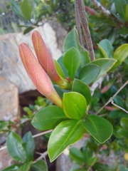 Hyperacanthus amoenus