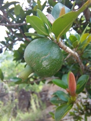 Hyperacanthus amoenus