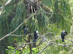 Phalacrocorax sulcirostris