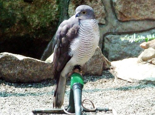 Aerospiza tachiro