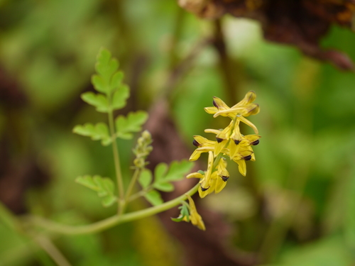 Horned corydalis (Corydalis cornuta)