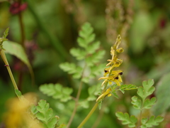 Corydalis cornuta