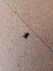 Oryctomorphus maculicollis