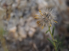 Carlquistia muirii