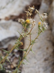 Carlquistia muirii