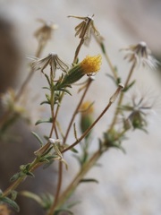 Carlquistia muirii