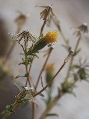 Carlquistia muirii