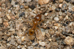 Pheidole rugosula
