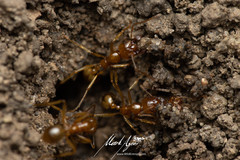 Aphaenogaster pythia