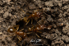 Aphaenogaster pythia