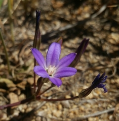 Brodiaea filifolia