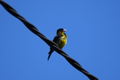 Chloris monguilloti