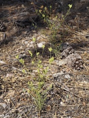 Cordylanthus rigidus brevibracteatus