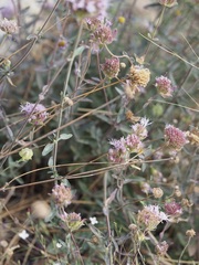 Monardella linoides sierrae