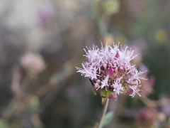 Monardella linoides sierrae
